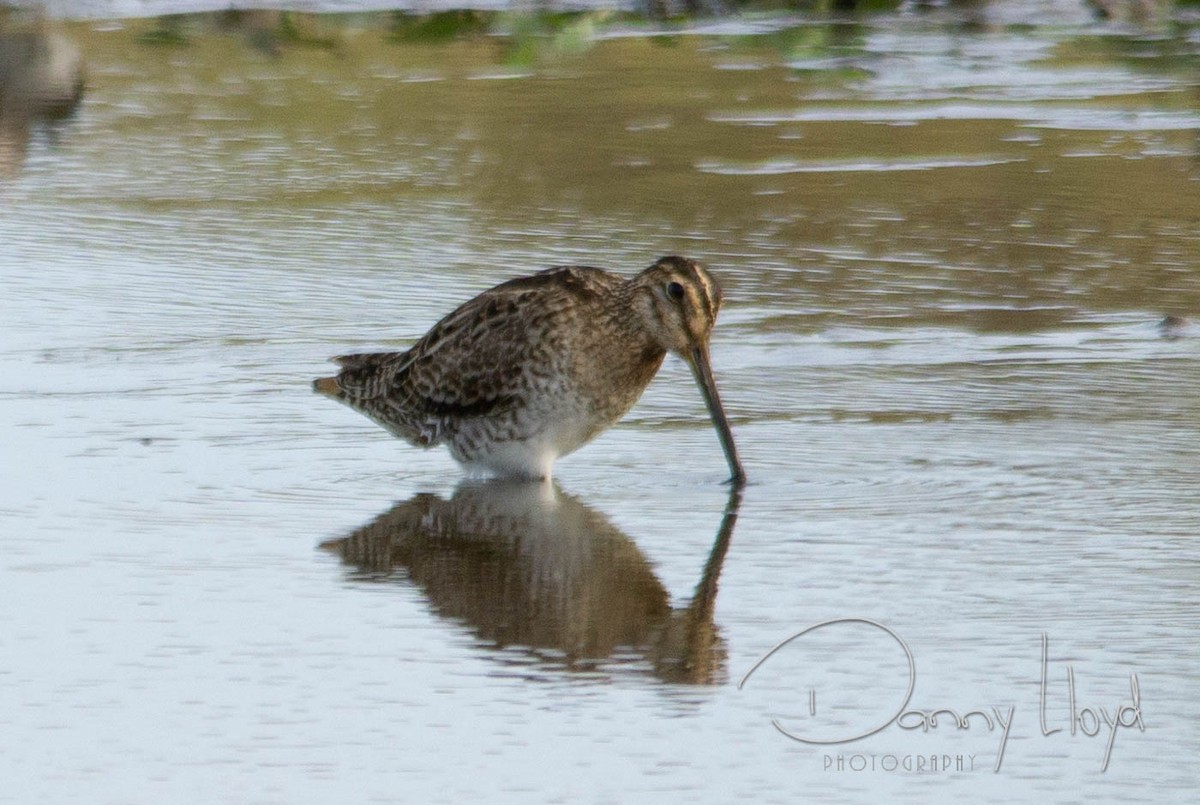 Latham's Snipe - ML638351684
