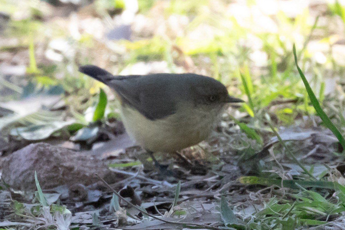 Buff-rumped Thornbill - ML638351686