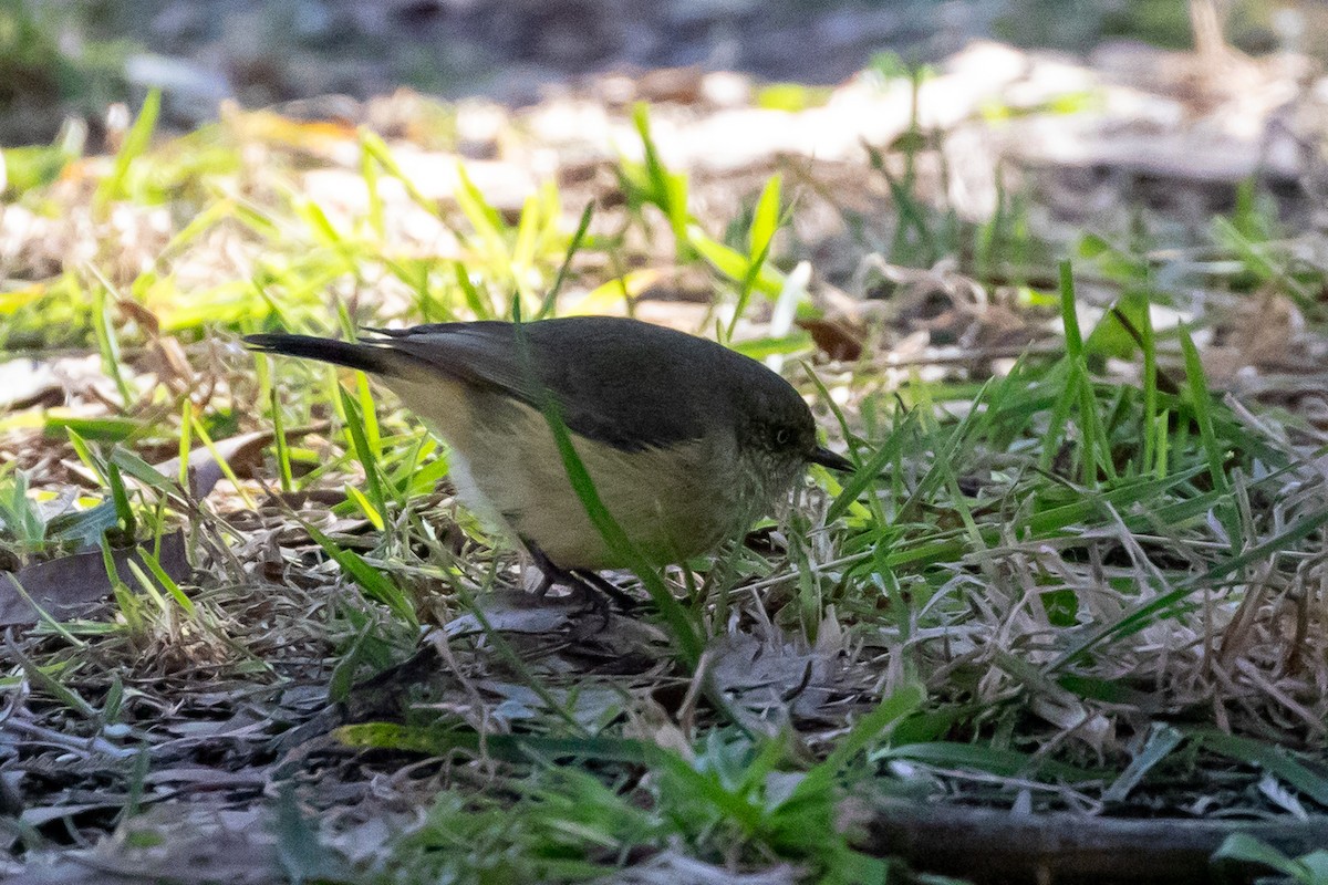 Buff-rumped Thornbill - ML638351687