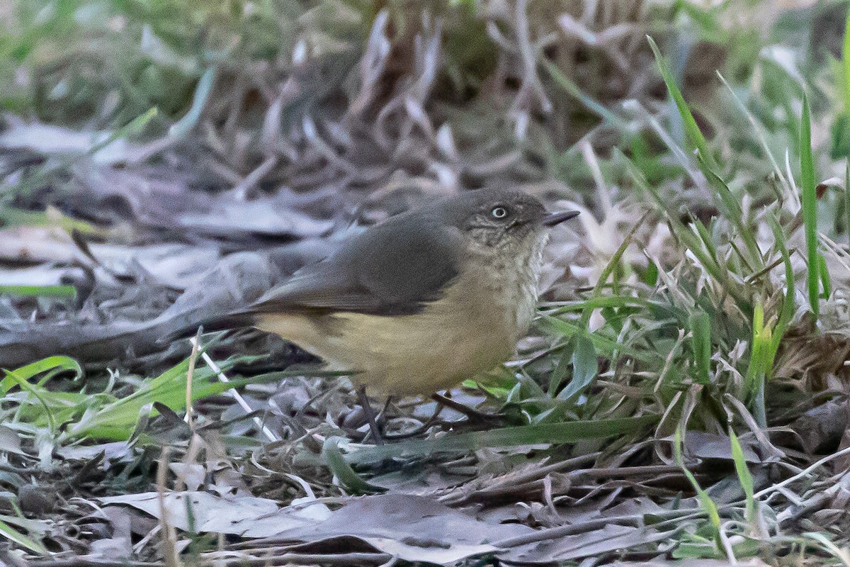 Buff-rumped Thornbill - ML638351688