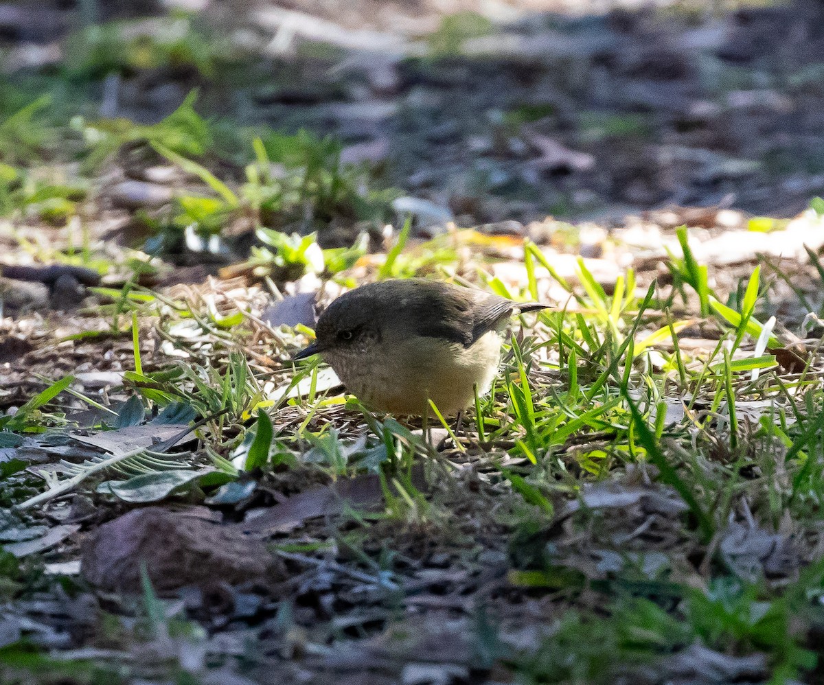 Buff-rumped Thornbill - ML638351689