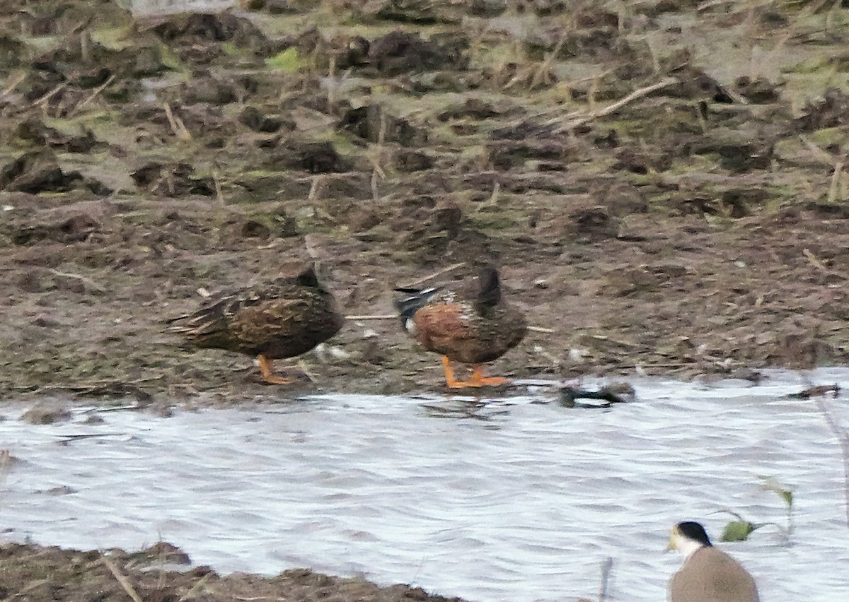 Australasian Shoveler - ML638351695
