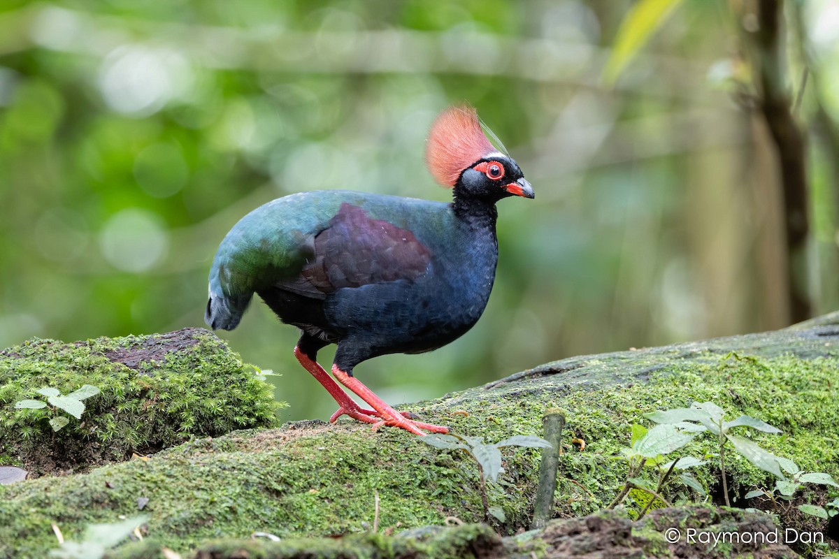Crested Partridge - ML638351699