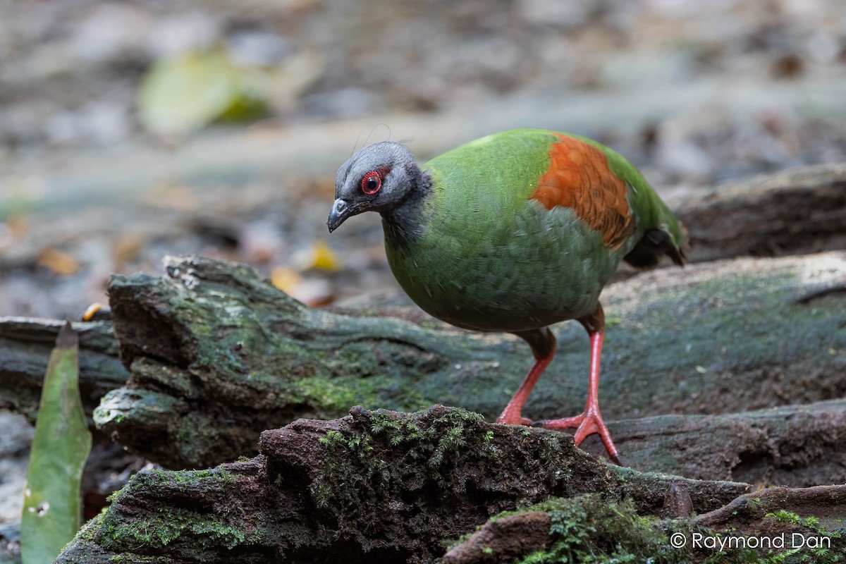 Crested Partridge - ML638351700