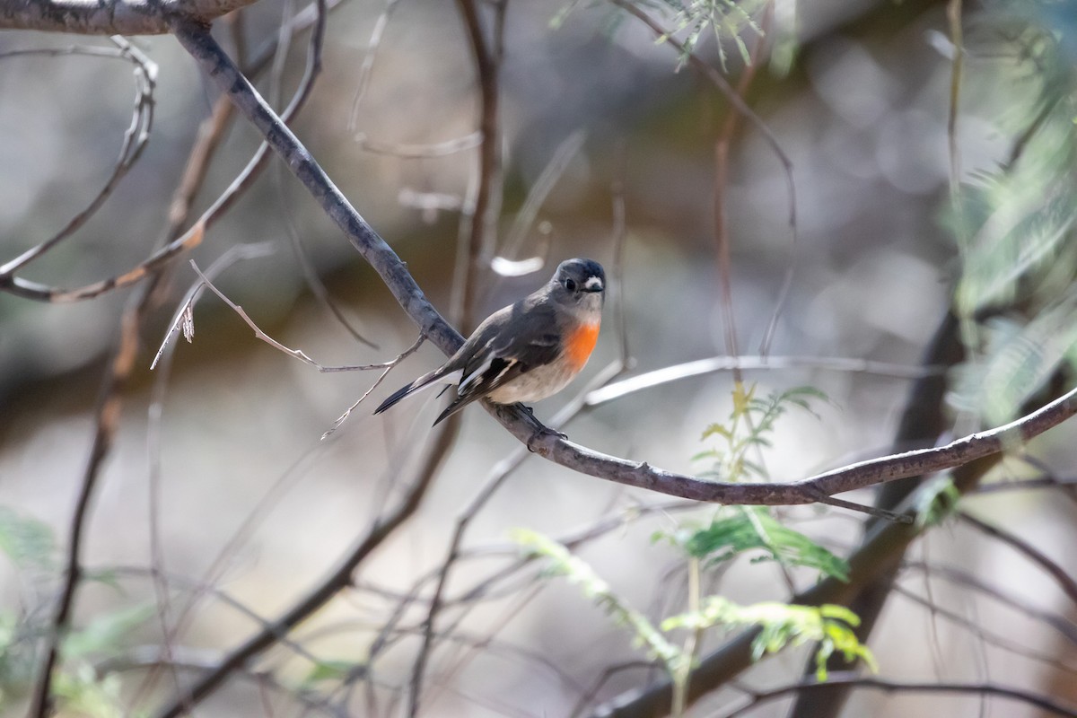 Scarlet Robin - ML638351704