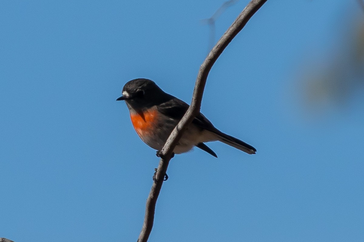 Scarlet Robin - ML638351705