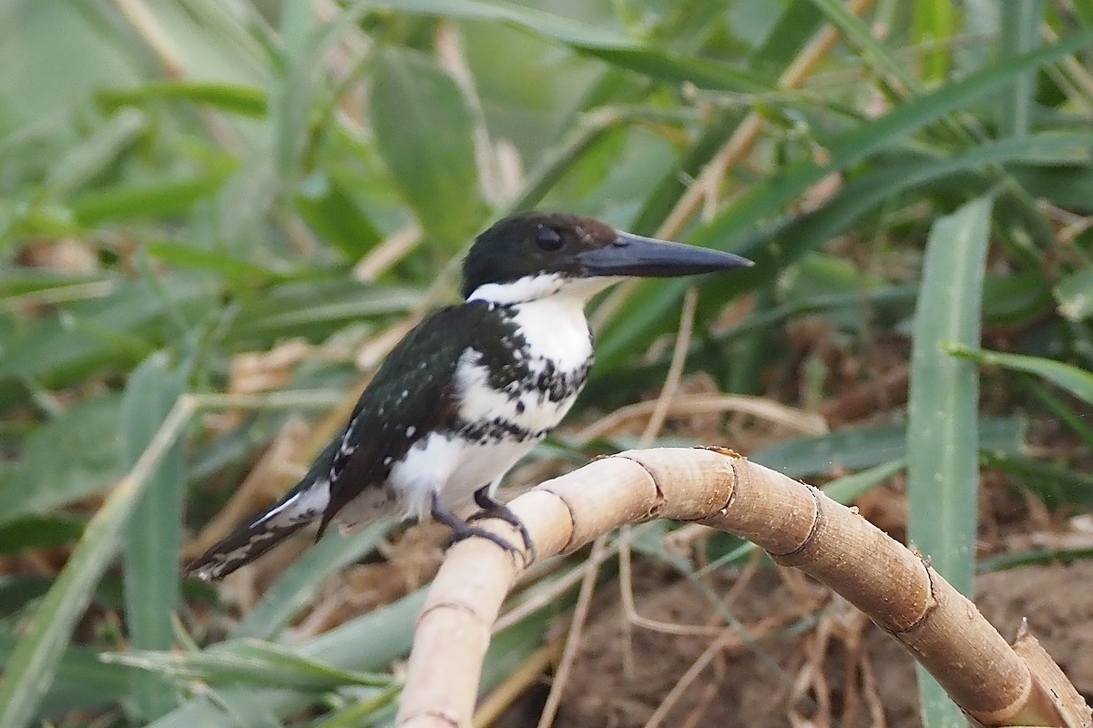 Green Kingfisher - ML638351710