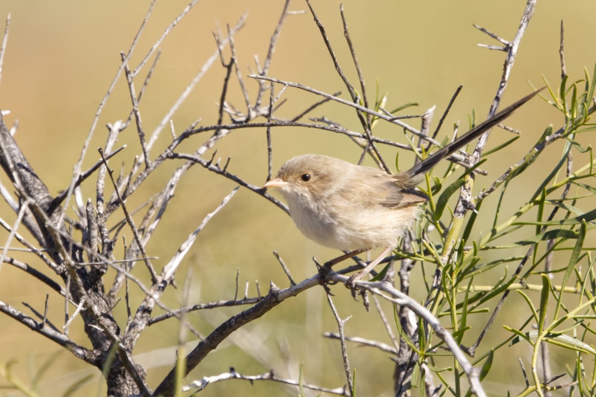White-winged Fairywren (Blue-and-white) - ML638351716
