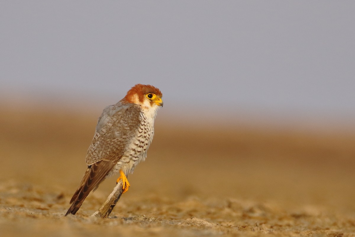 Red-necked Falcon - ML638351719