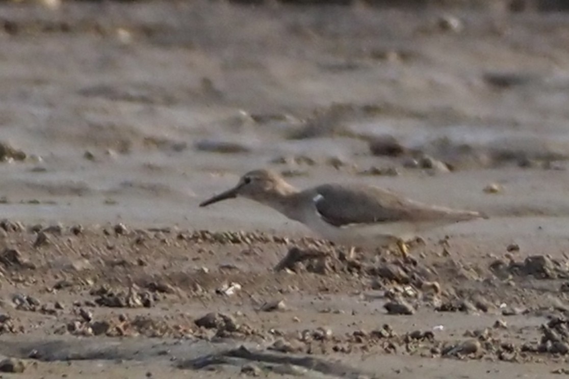 flekksnipe - ML638351737