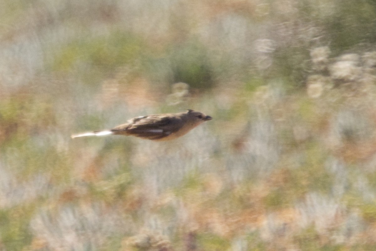 Chirruping Wedgebill - ML638351738