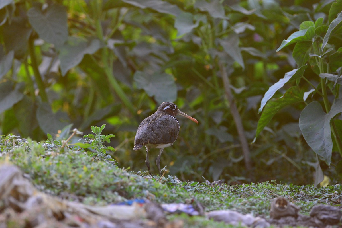 riksesnipe - ML638351774