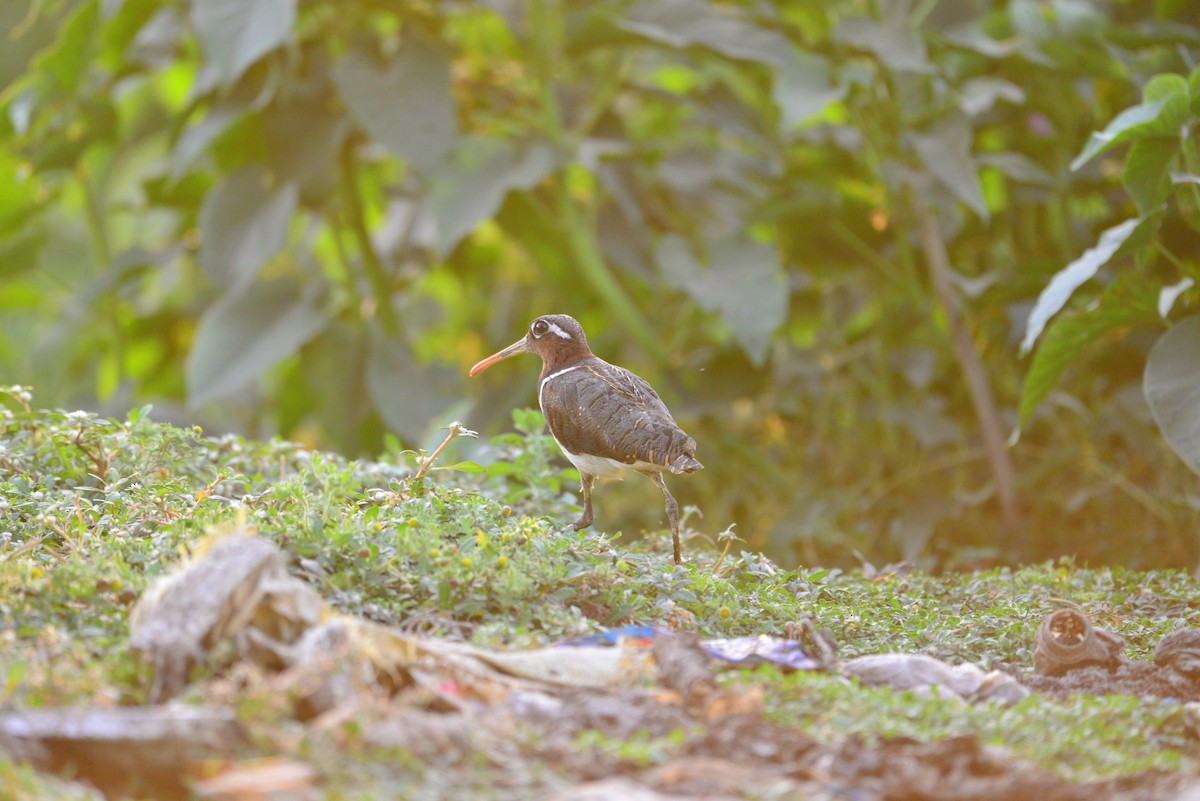 riksesnipe - ML638351775