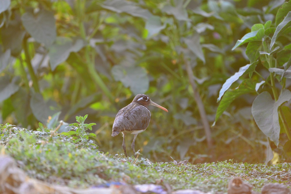 riksesnipe - ML638351776