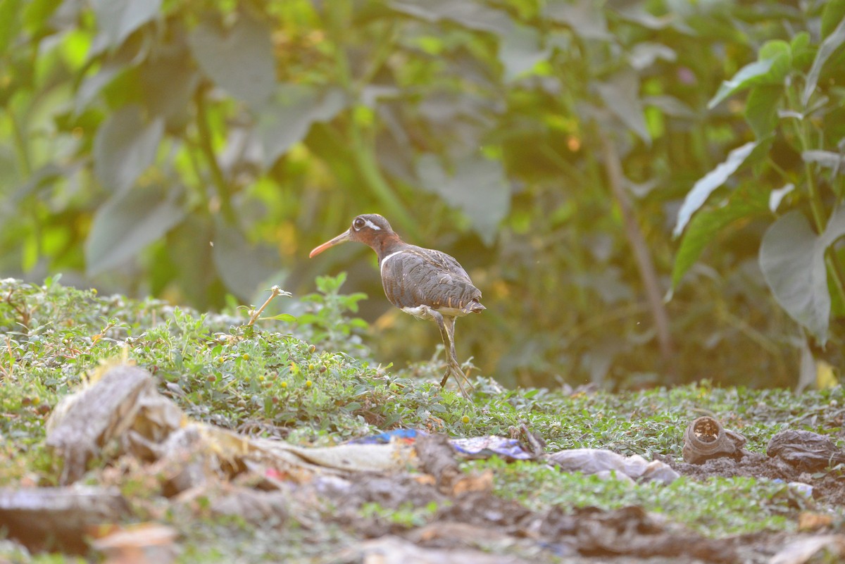 riksesnipe - ML638351779