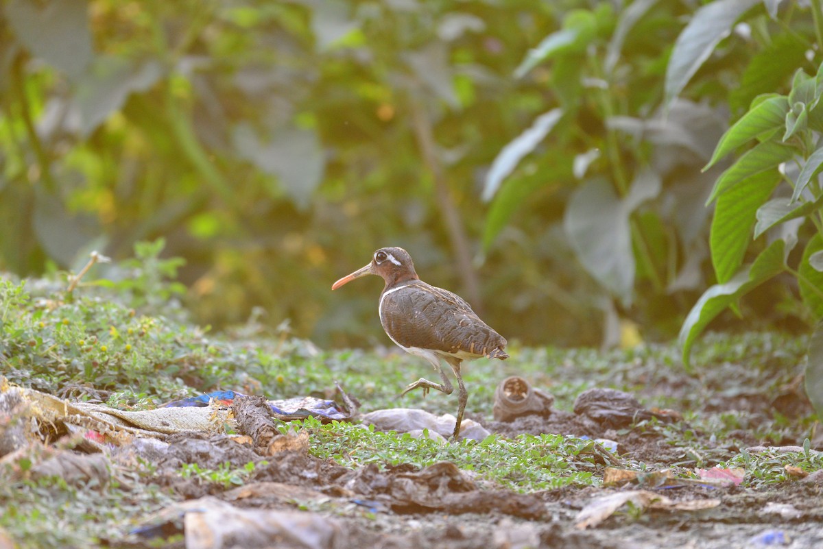 riksesnipe - ML638351781