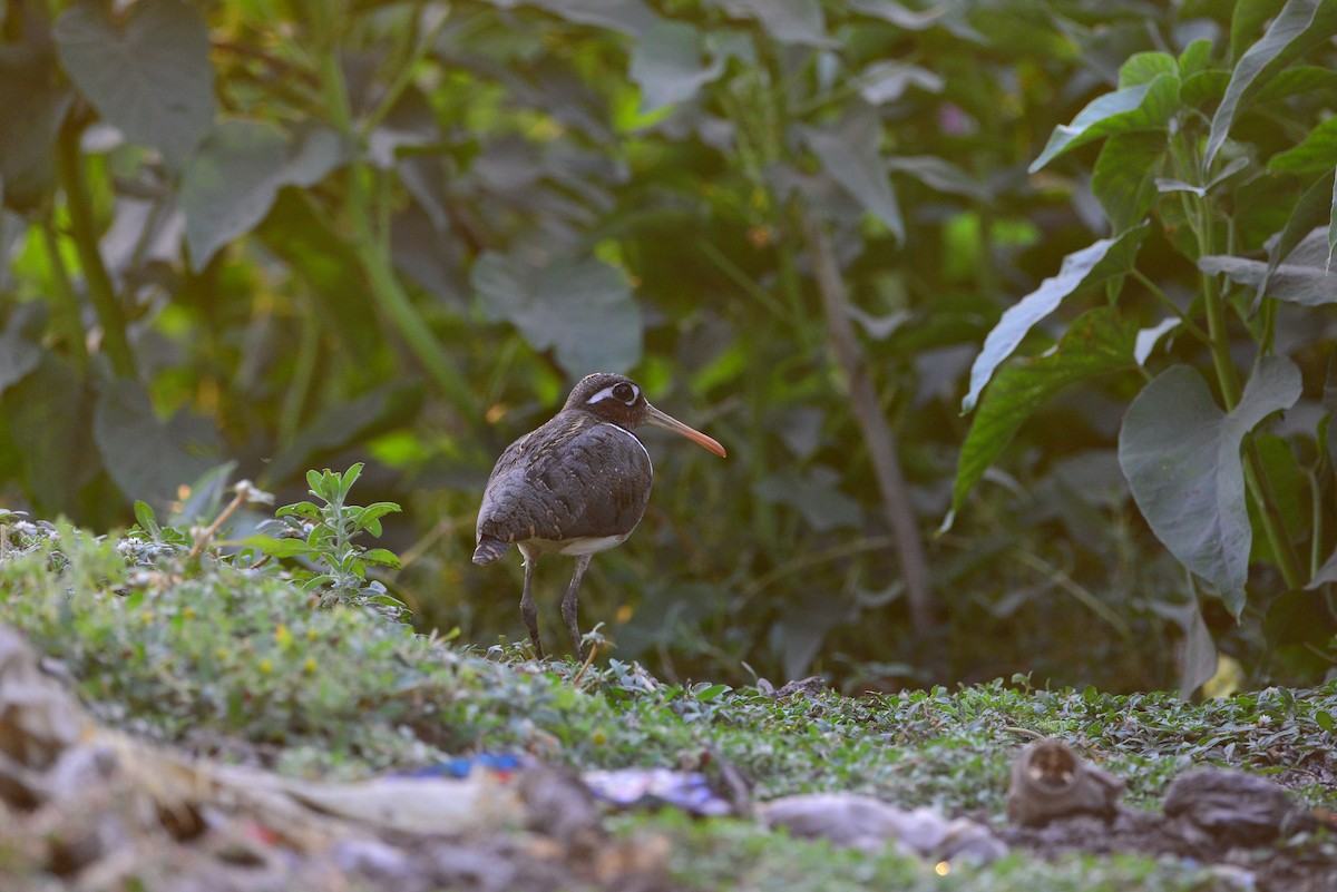 riksesnipe - ML638351782