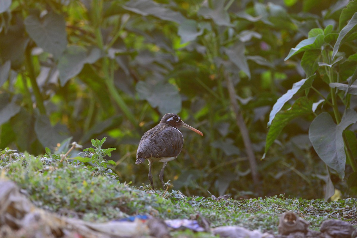 riksesnipe - ML638351783