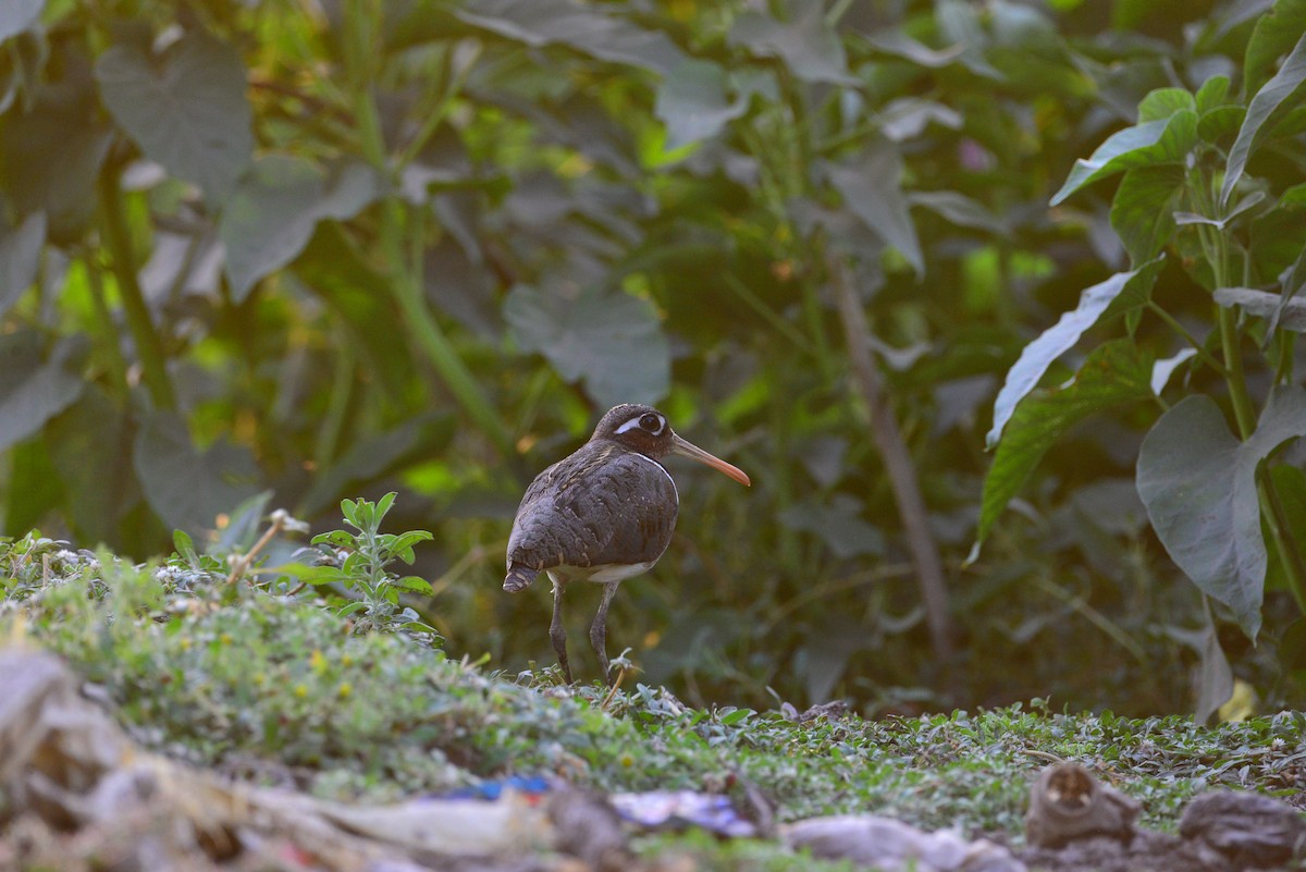 riksesnipe - ML638351784