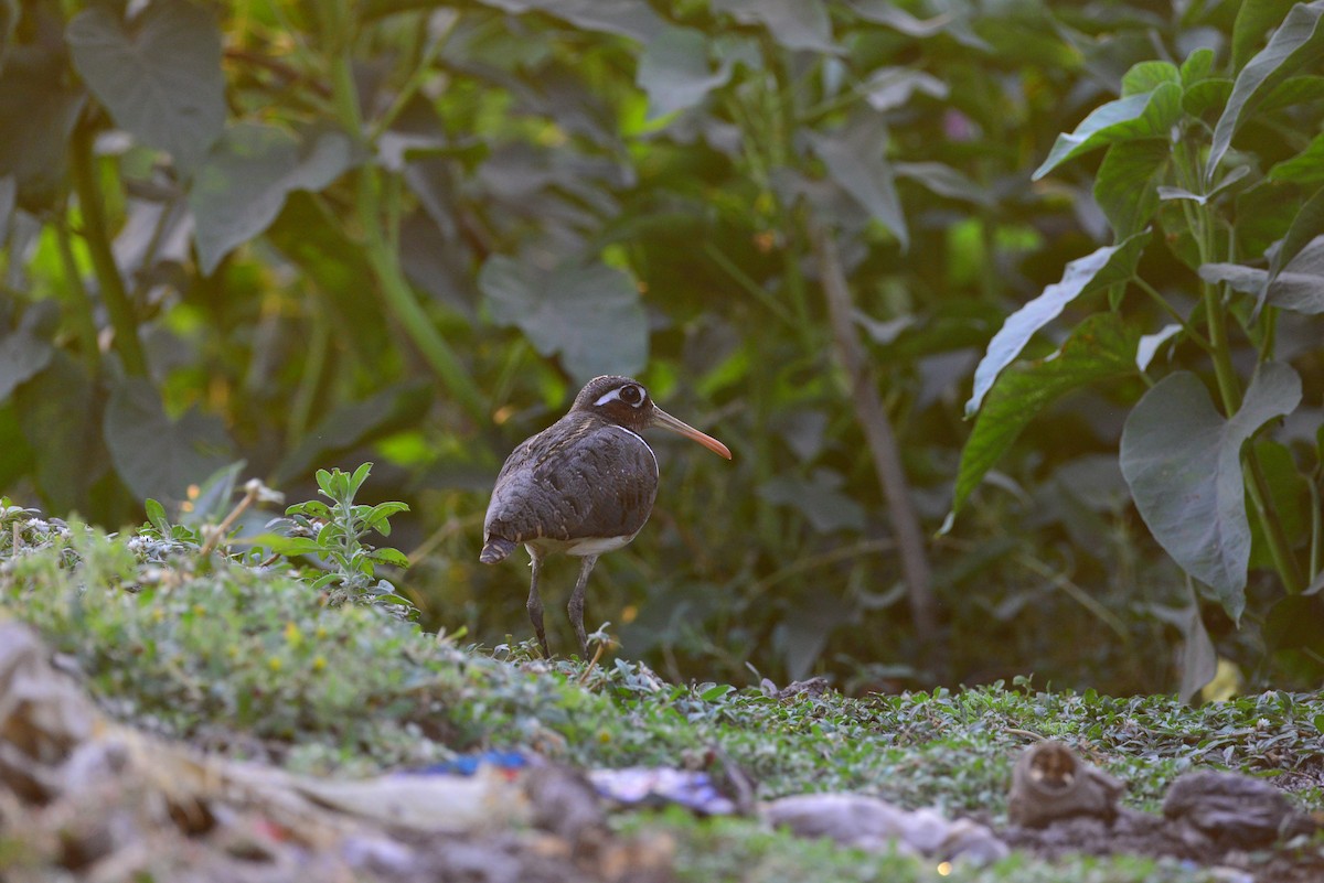 riksesnipe - ML638351785