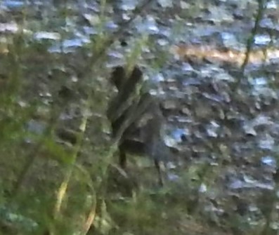 Txinbo kaskabeltza - ML638351844
