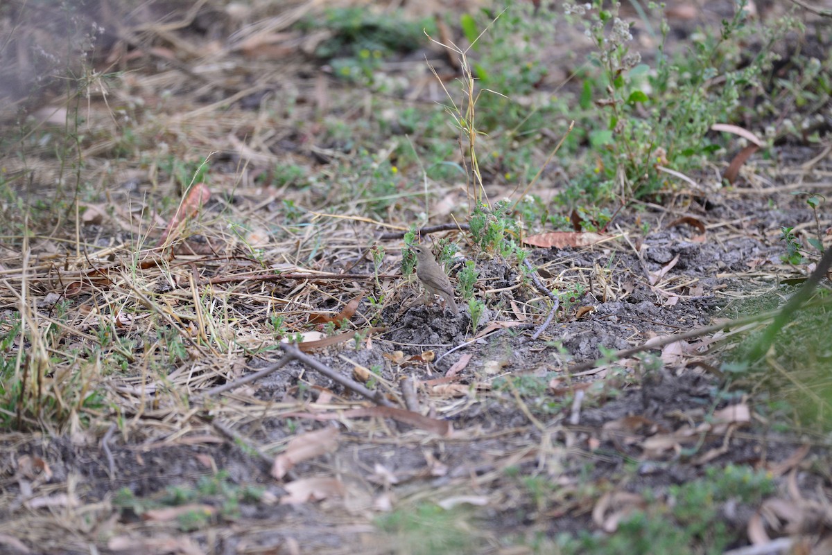 Booted Warbler - ML638351896