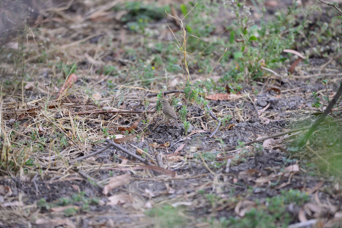 Booted Warbler - ML638351898