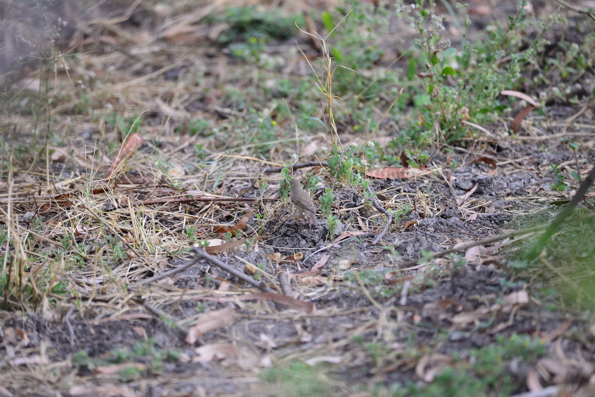 Booted Warbler - ML638351899