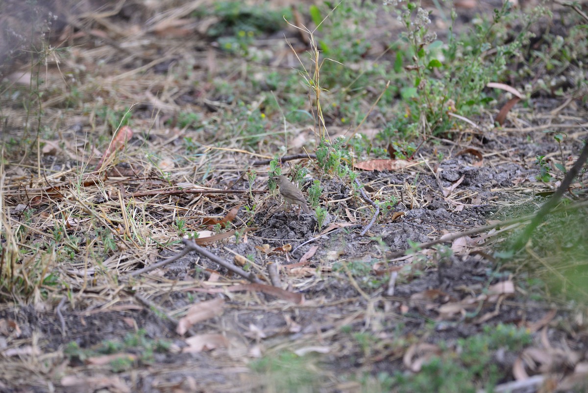 Booted Warbler - ML638351900