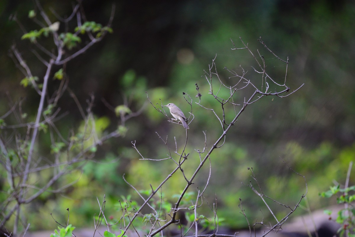 Booted Warbler - ML638351912