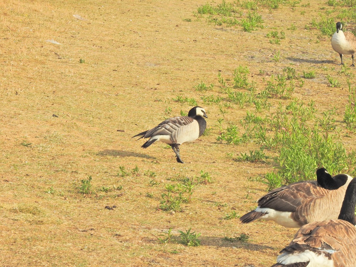 Branta musuzuria - ML638351940