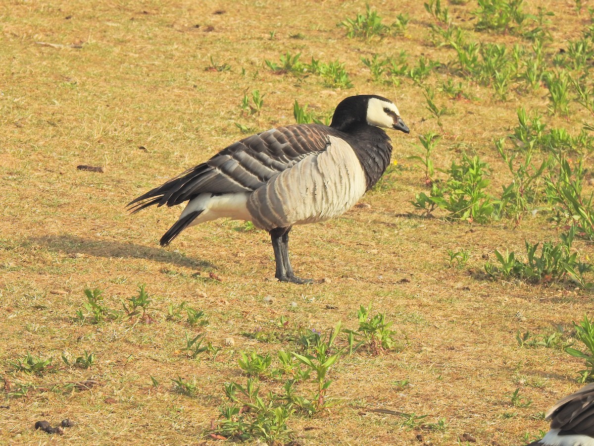 Branta musuzuria - ML638351941