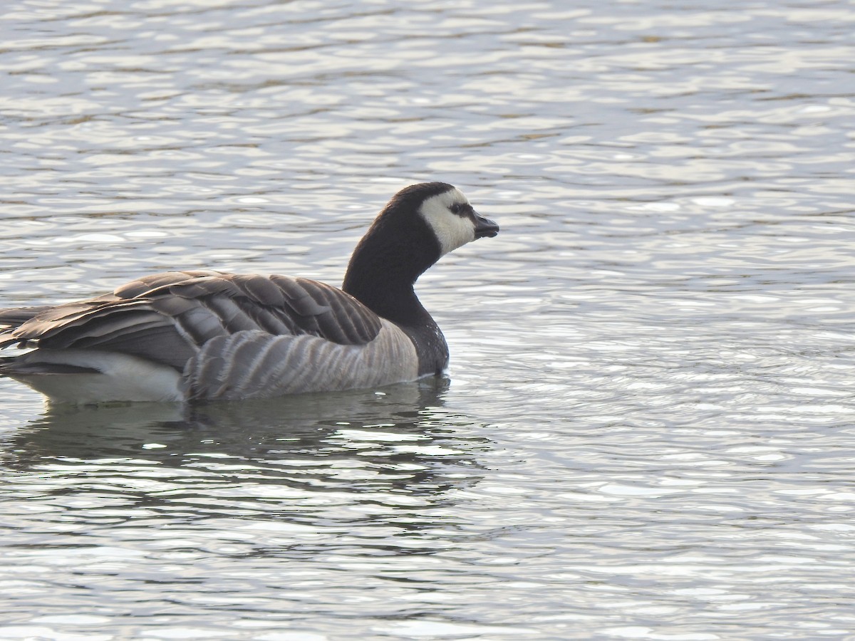 Branta musuzuria - ML638351942