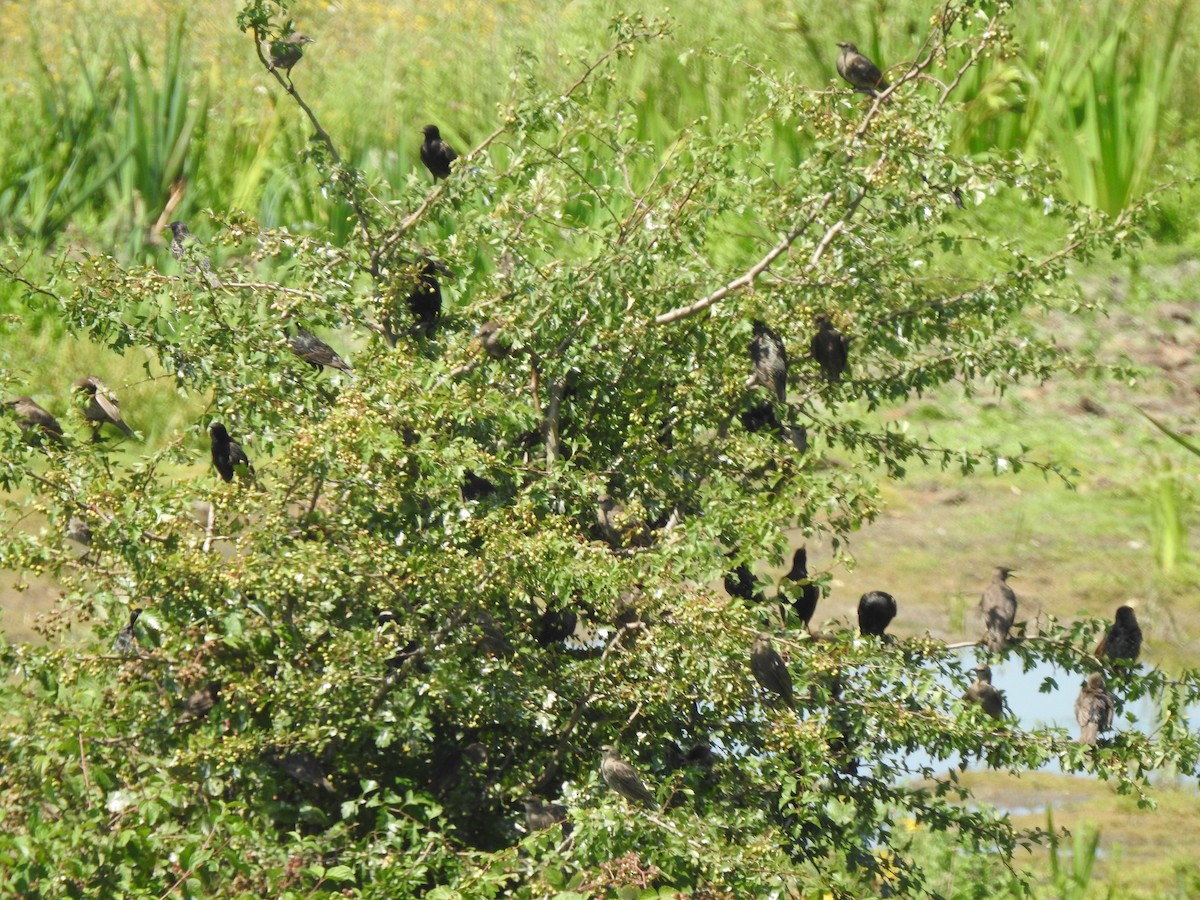 歐洲椋鳥 - ML638351949