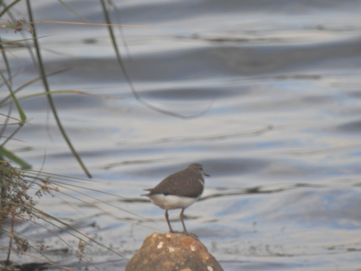 strandsnipe - ML638351954