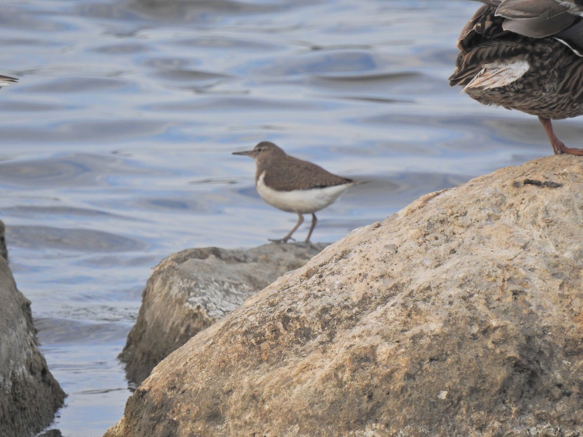 strandsnipe - ML638351955
