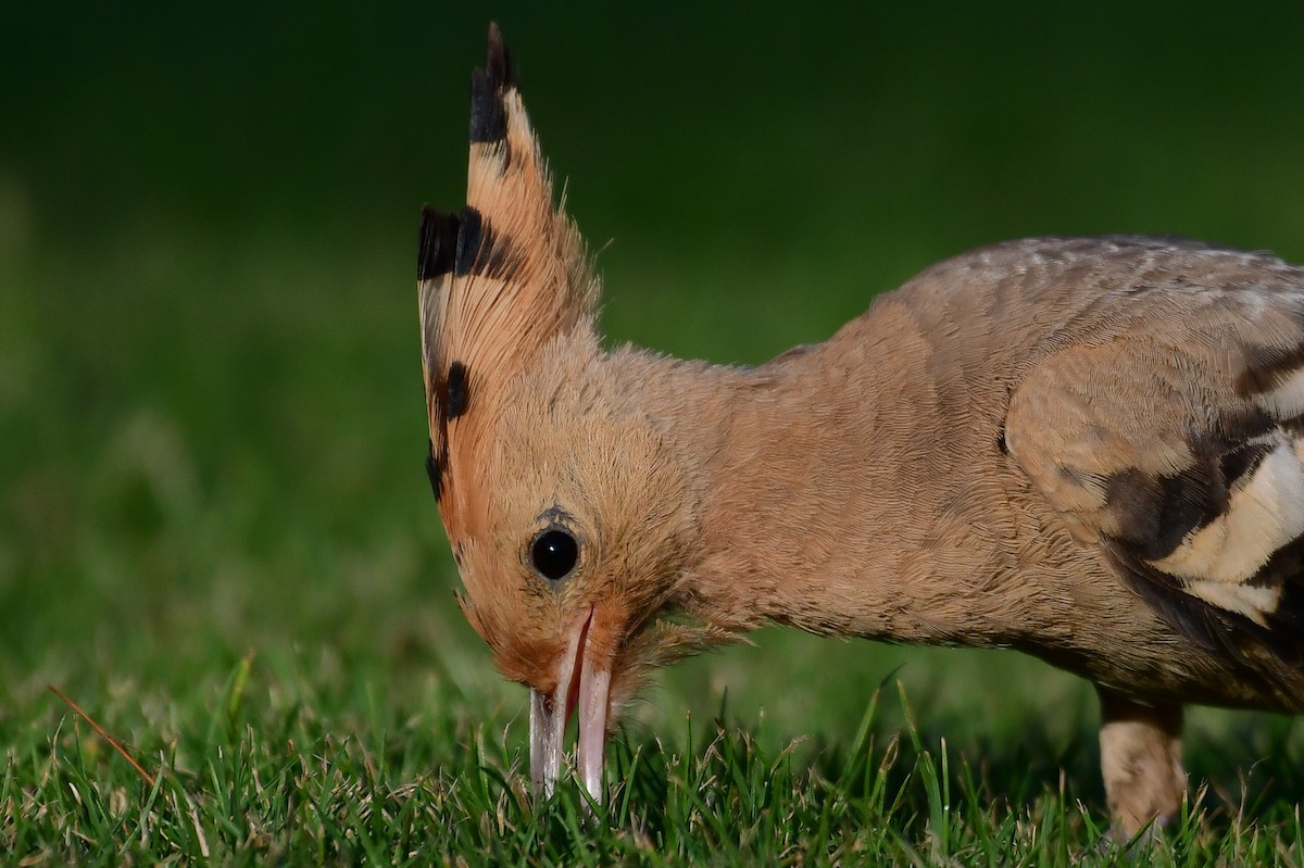 Eurasian Hoopoe - ML638351964