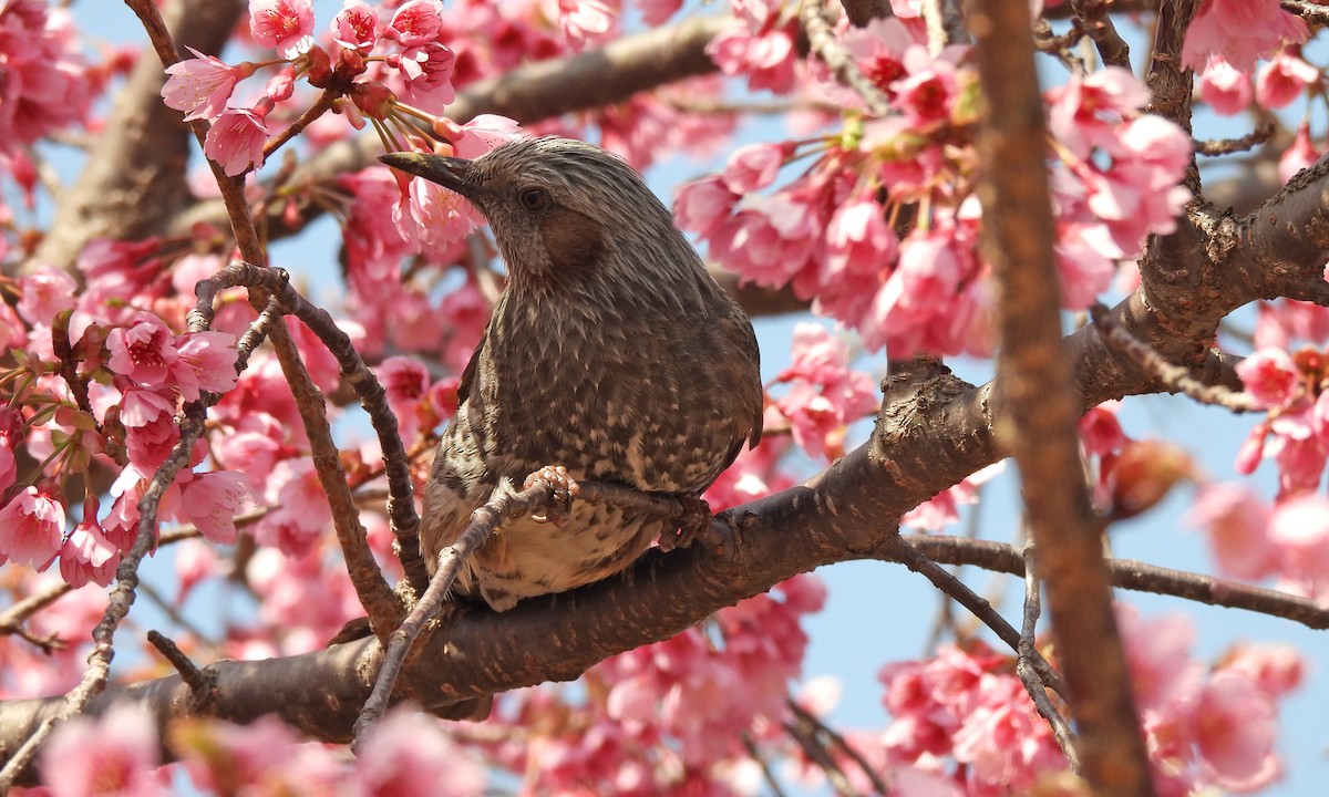 Brown-eared Bulbul - ML638351966