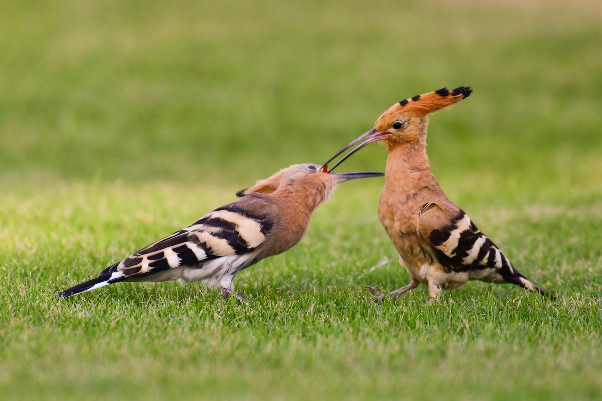 Eurasian Hoopoe - ML638351968