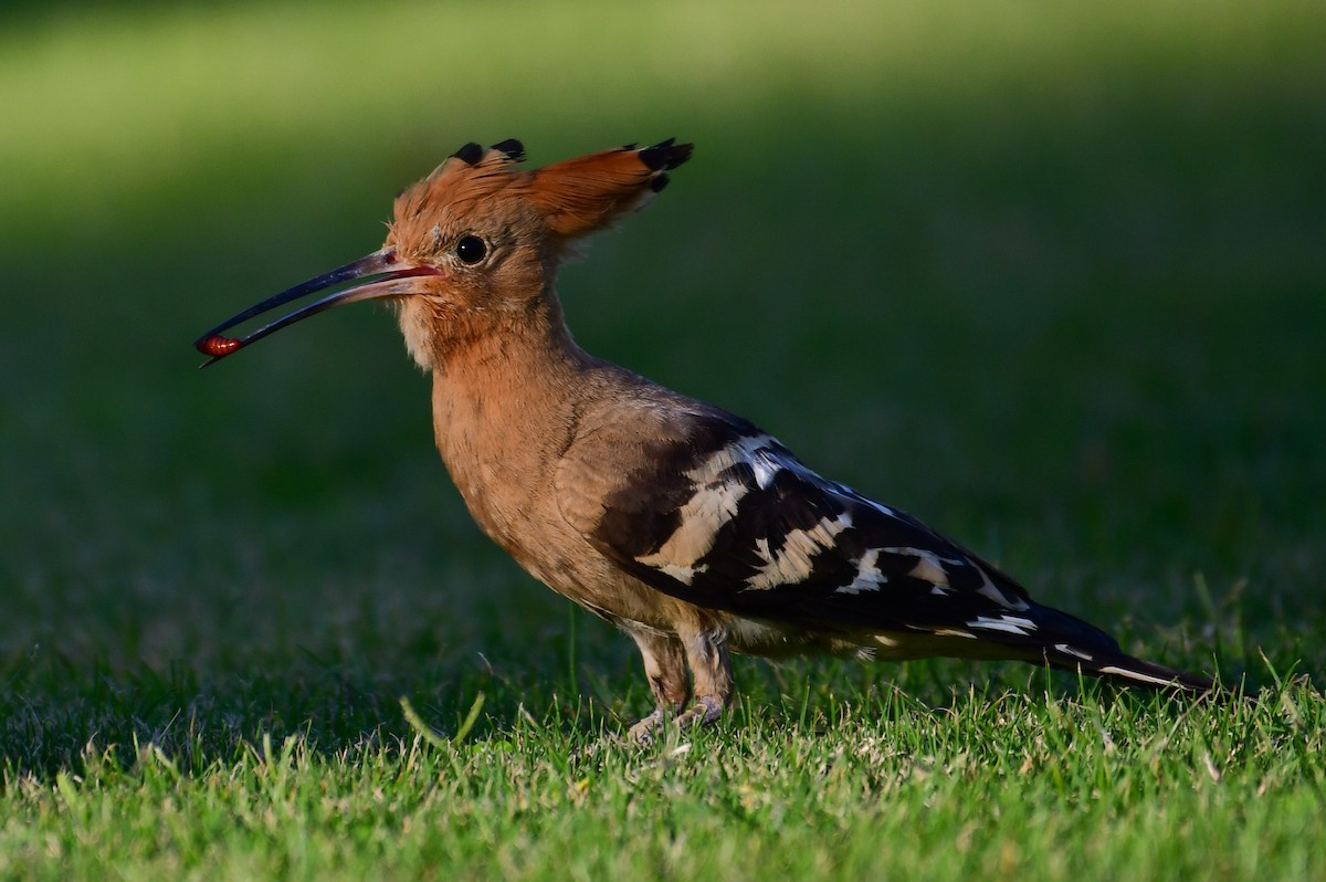 Eurasian Hoopoe - ML638351969