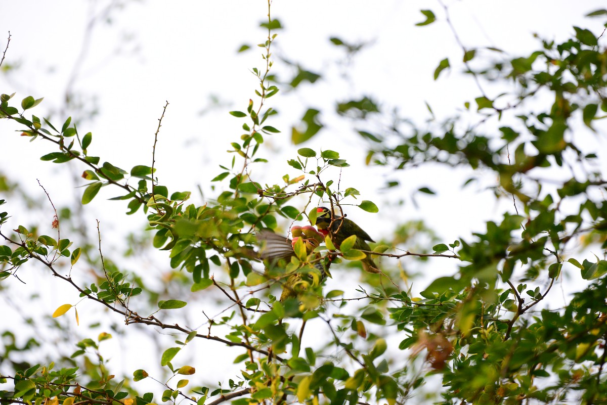 Coppersmith Barbet - ML638351973