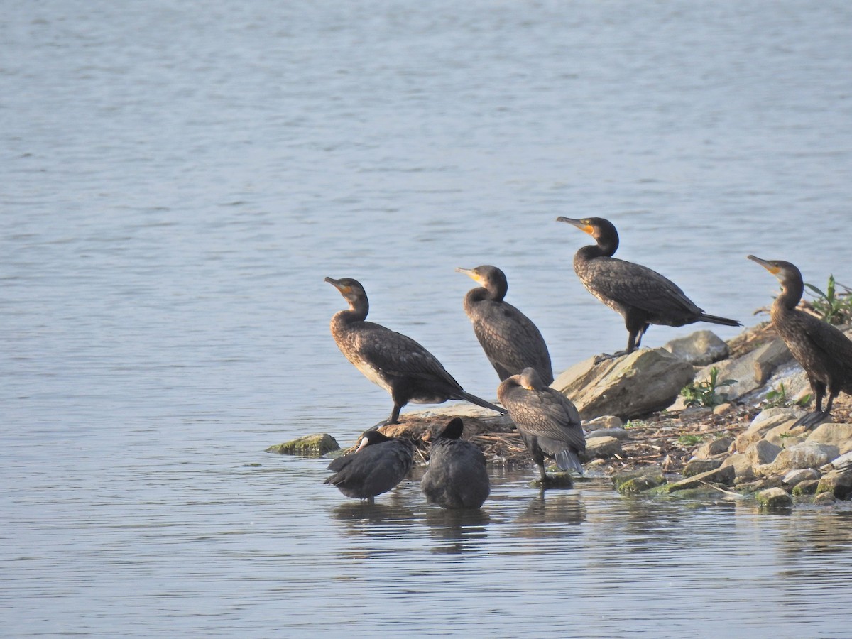 Great Cormorant - ML638351980