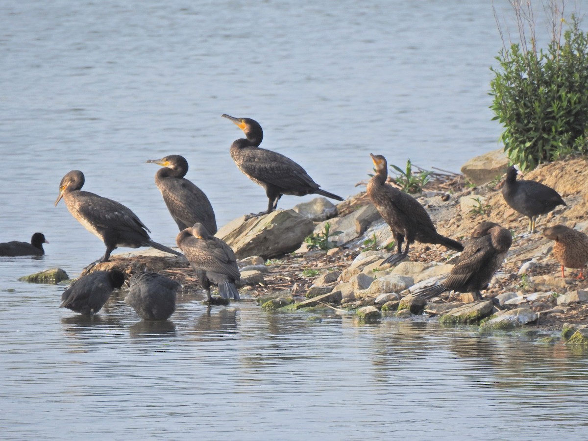 Great Cormorant - ML638351981
