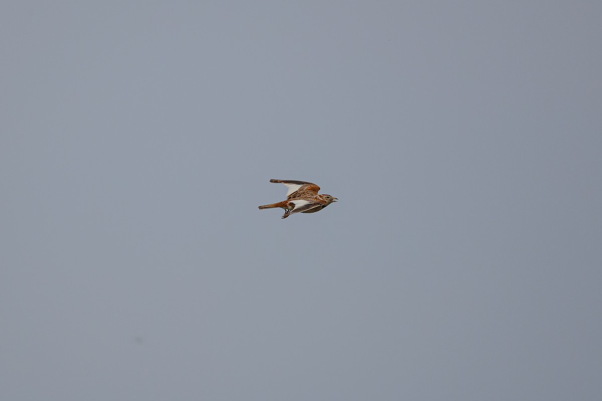 Mongolian Lark - ML638351983
