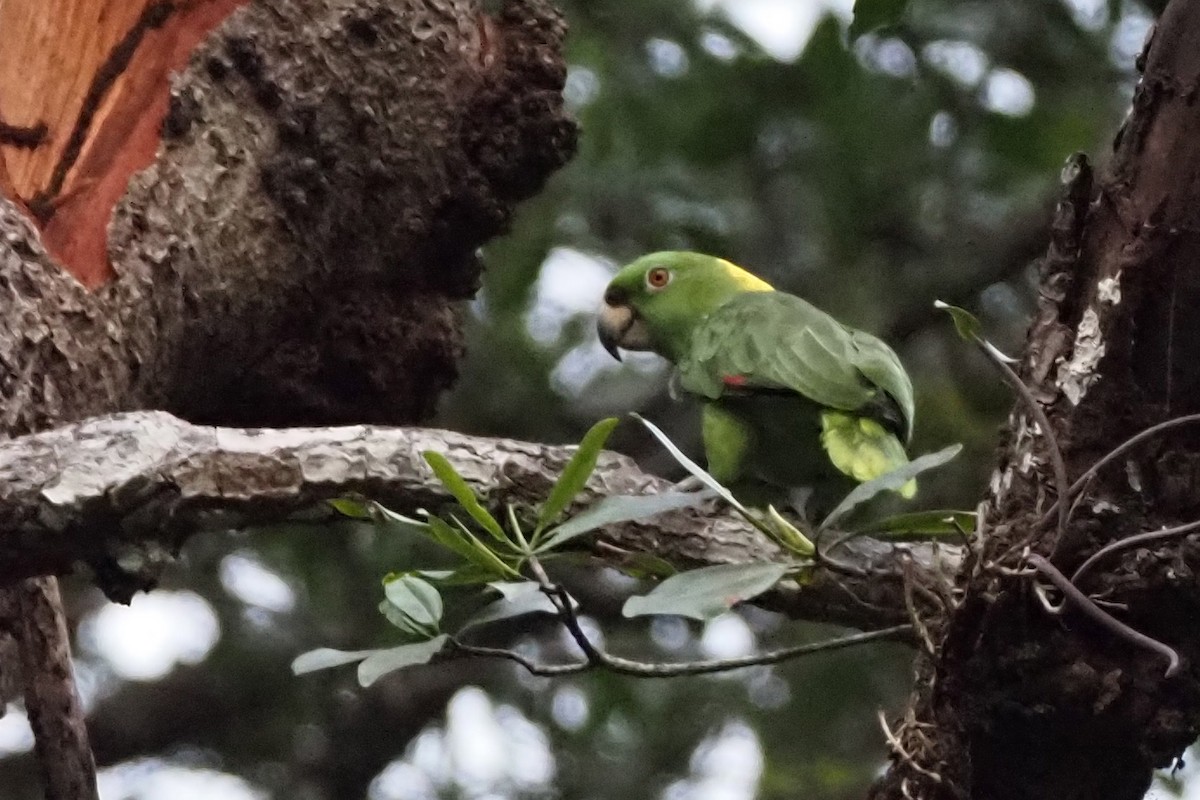 Yellow-naped Amazon - ML638351984
