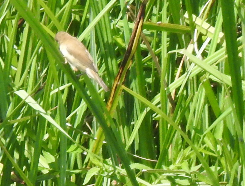 Cetti's Warbler - ML638351985