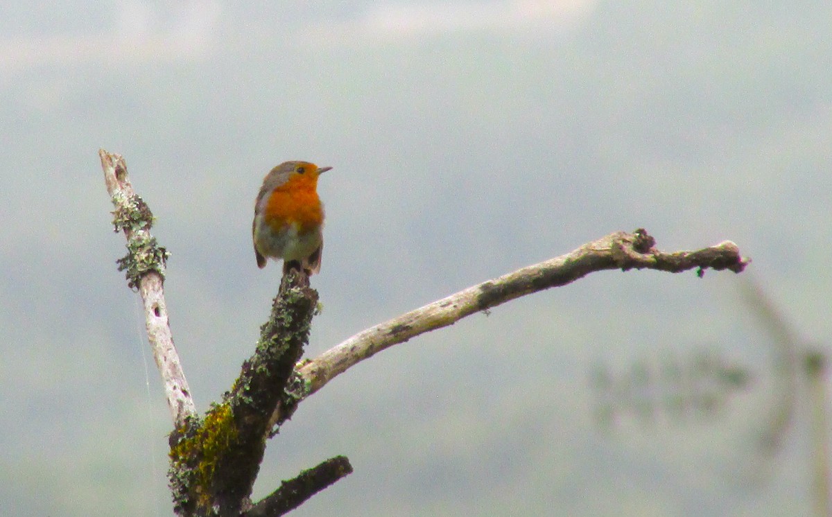 European Robin - ML638351986