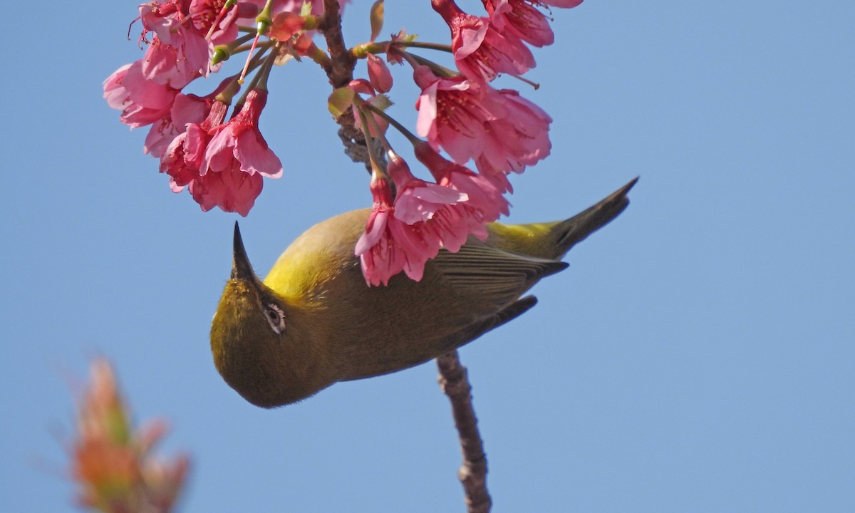 Warbling White-eye - ML638351987