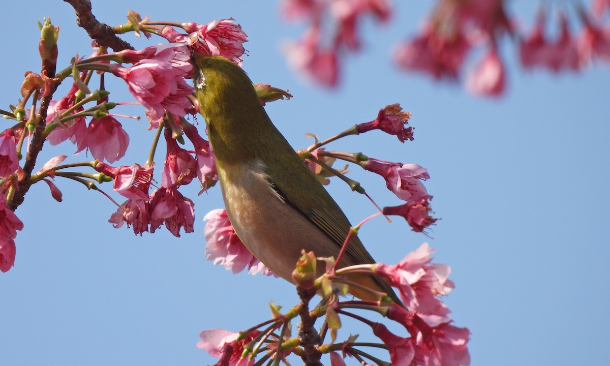 Warbling White-eye - ML638351988