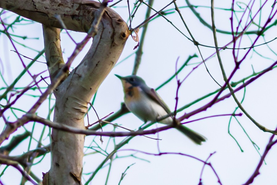 Leaden Flycatcher - ML638351989